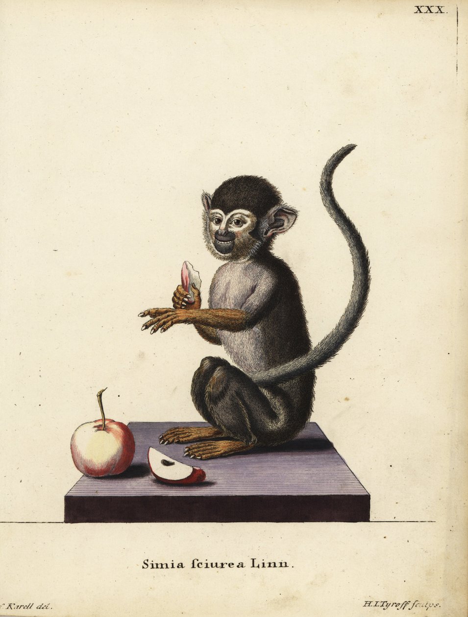Mono ardilla común, Saimiri sciureus. Simia sciurea Linn. Grabado en cobre coloreado a mano por Hermann Jakob Tyroff a partir de una ilustración de Joseph Karell de la obra de Johann Christian Daniel Schreber Ilustraciones de animales según la naturaleza,  de Unbekannter Künstler