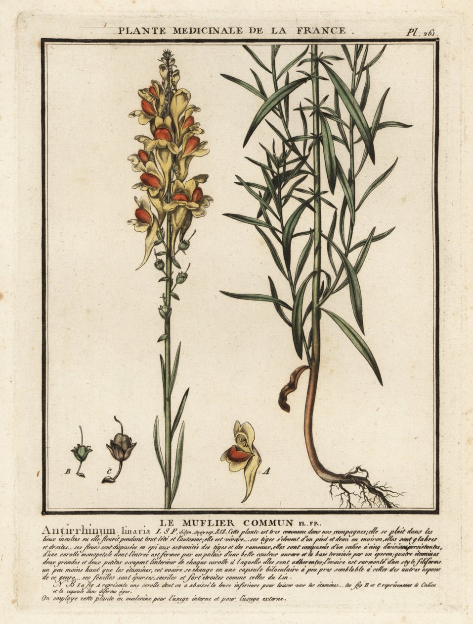 Lino sapo común, Linaria vulgaris. de Unbekannter Künstler