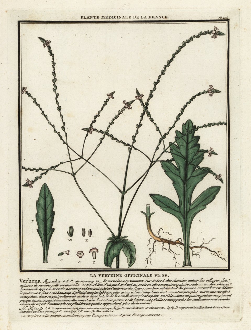 Verbena común, Verbena officinalis. de Unbekannter Künstler