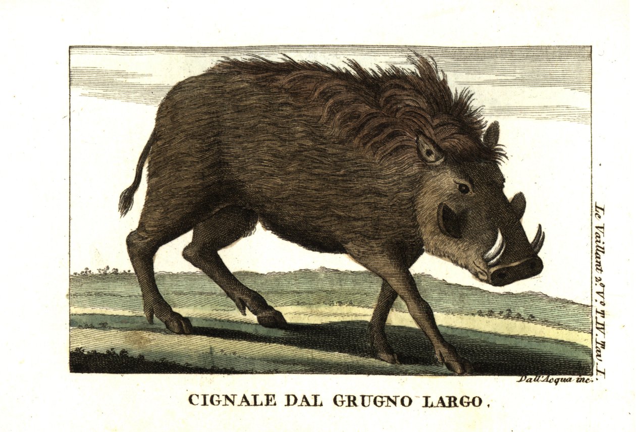 Facóquero común, Phacochoerus africanus. De Francois Le Vaillant (Levaillant de Unbekannter Künstler