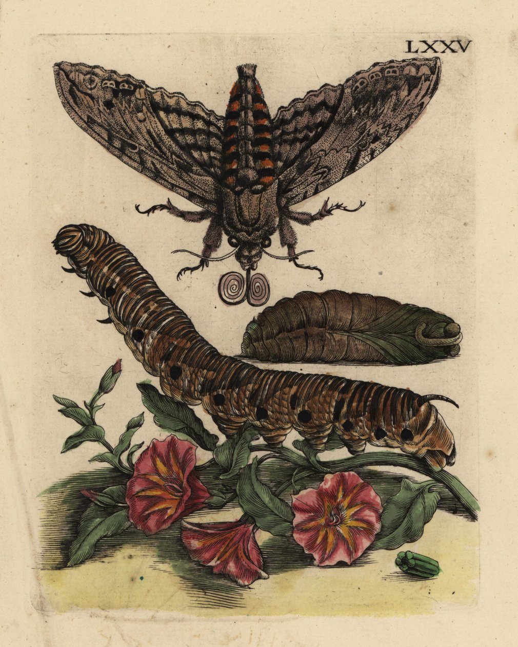 Esfinge del convolvulus, Agrius convolvuli, oruga y pupa con correhuela, Convolvulus arvensis de Unbekannt
