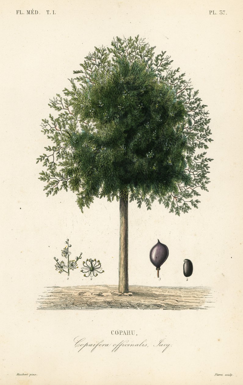 Árbol de copaiba, Copaifera officinalis de Unbekannt