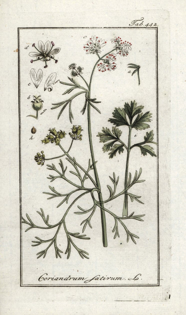 Cilantro (Coriandrum sativum). Litografía de "Afbeelding der Artseny-Gewassen" de Johannes Zorn (1739-1799), Países Bajos. de Unbekannter Künstler