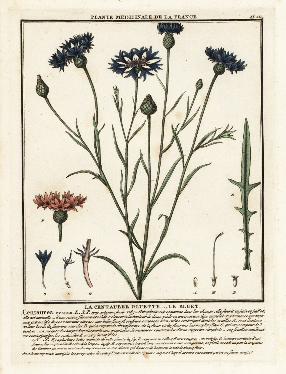 Aciano, un cultivo de cianus. de Unbekannter Künstler