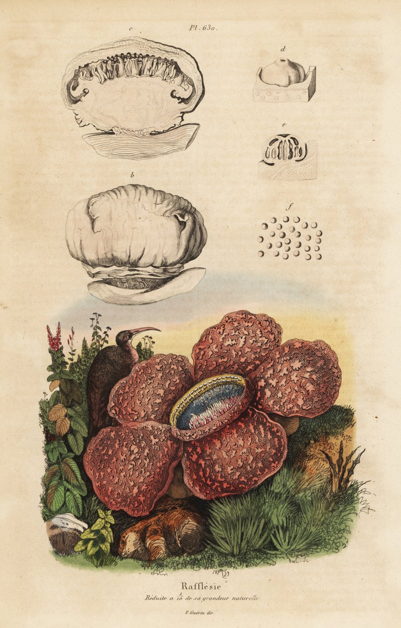 Flor cadáver o rafflesia, Rafflesia arnoldii de Unbekannt
