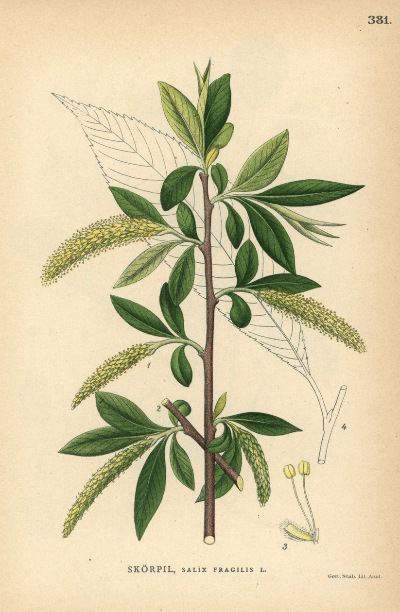 Sauce frágil, Salix fragilis de Unbekannter Künstler