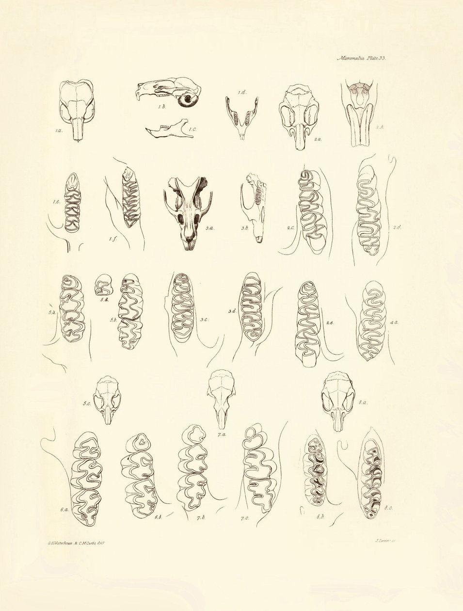 Grullas y dientes de varios tipos de roedores descritos por Charles Darwin durante su viaje de exploración a bordo del Beagle. Lámina de "The Zoology of the voyage of H.M.S. Beagle under the command of Captain Fitzroy during the years 1832 to 1836 edited a de Unbekannter Künstler