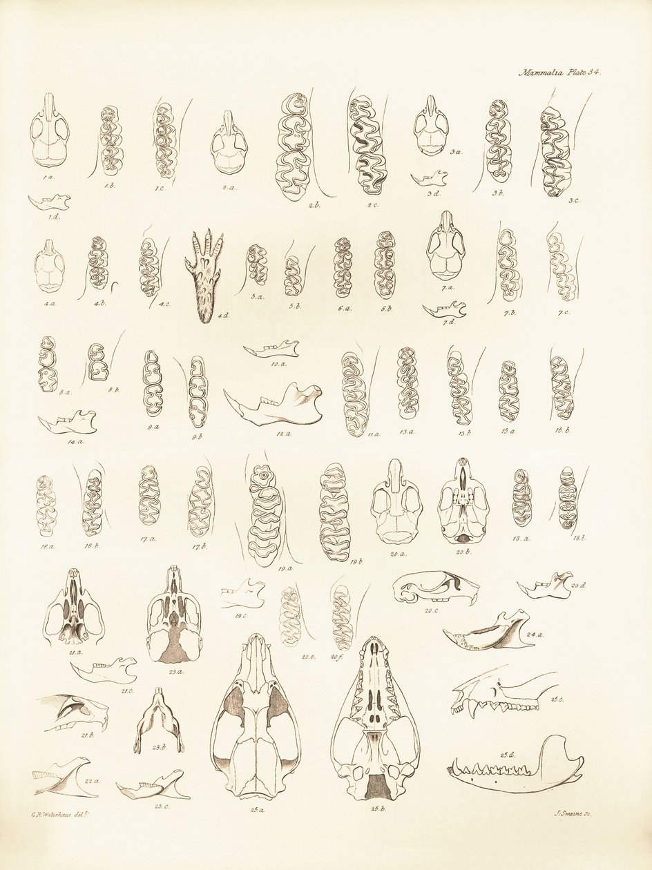 Grullas y dientes de varios tipos de roedores descritos por Charles Darwin durante su viaje de exploración a bordo del Beagle. Lámina de "The Zoology of the voyage of H.M.S. Beagle under the command of Captain Fitzroy during the years 1832 to 1836 edited a de Unbekannter Künstler