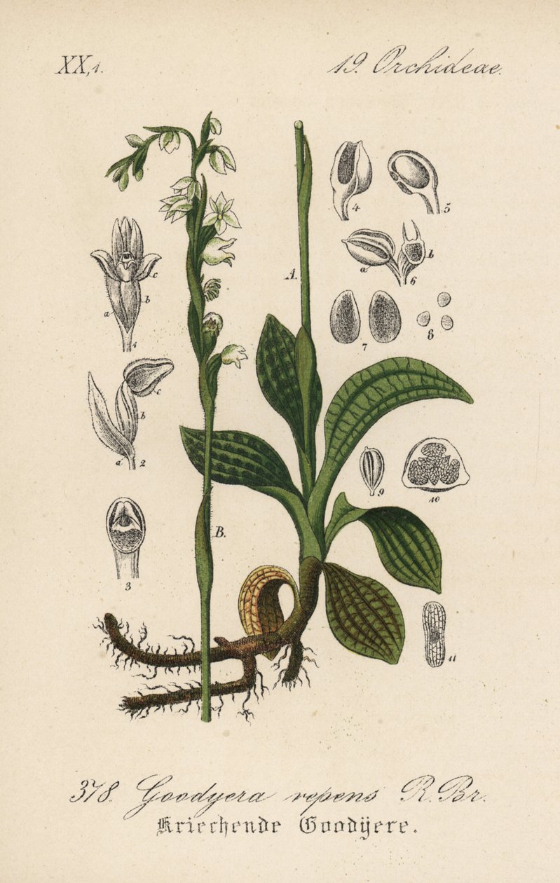 Creeping Goodyere - Creeping ladys-tresses, Goodyera repens. Litografía coloreada a mano de la Flora alemana (Flora von Deutschland) de Diederich von Schlechtendal, Jena. de Unbekannter Künstler