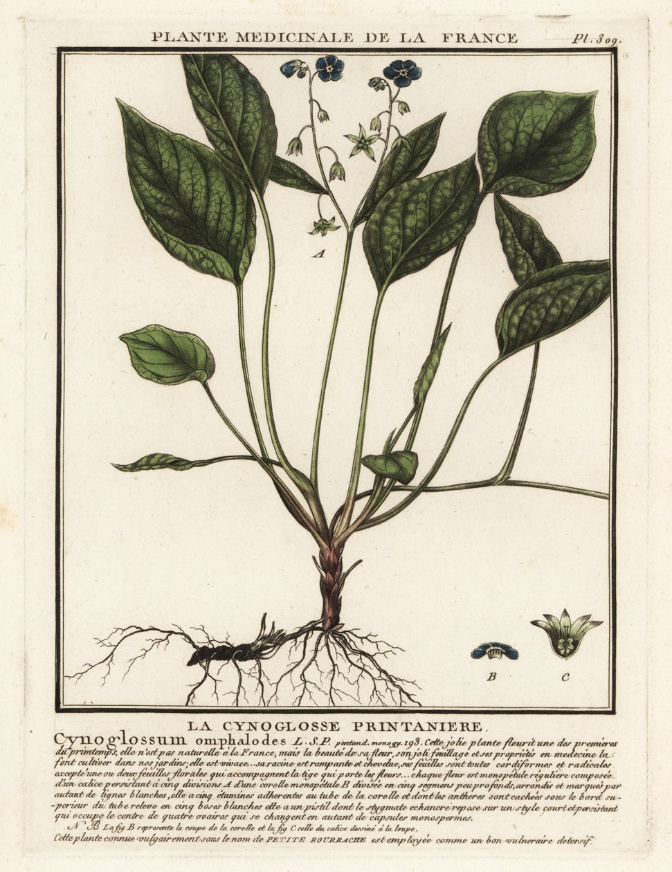 Navelwort rastrero, Omphalodes verna. de Unbekannter Künstler