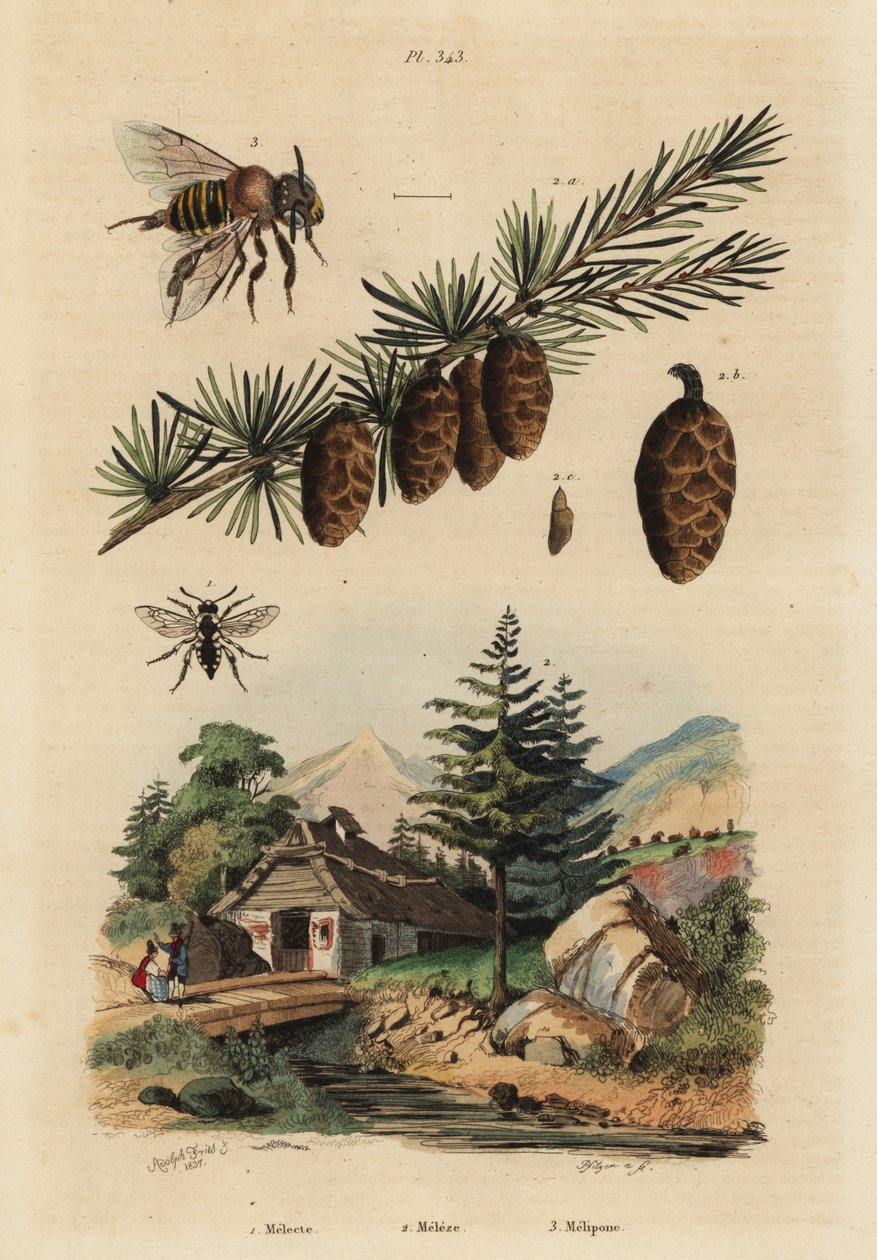 Abeja cuco, Melecta albifrons 1, alerce europeo, Larix decidua 2, y abeja melipona sin aguijón, Melipona favosa 3 de Unbekannt