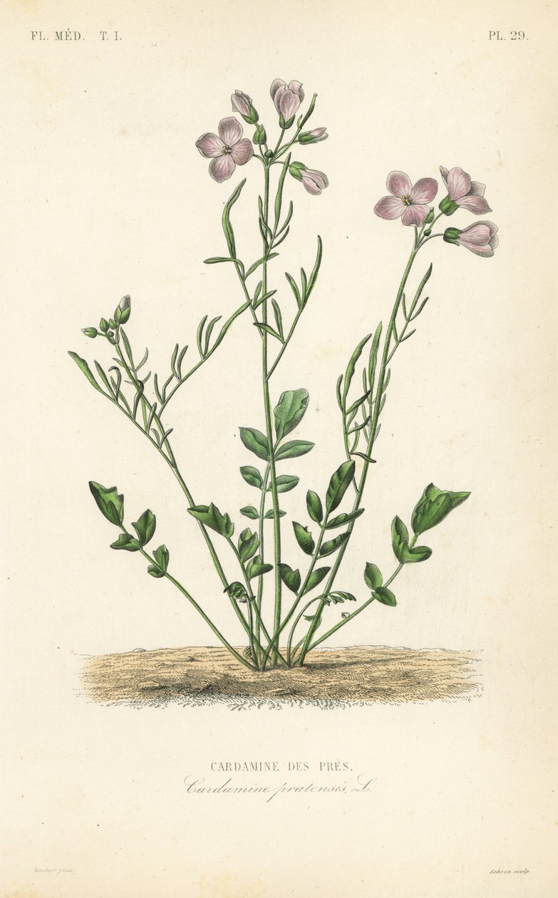 Cardamina de los prados de Unbekannt