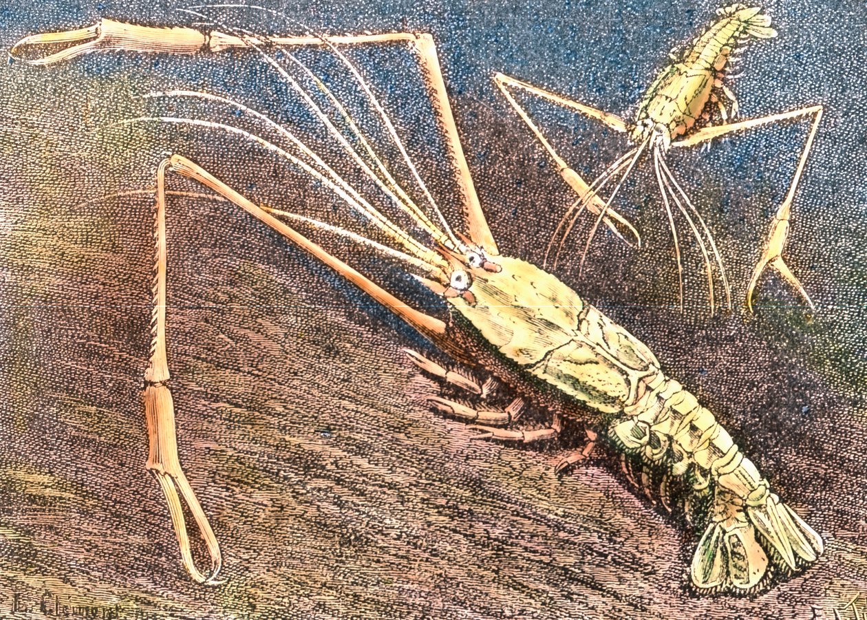 Langostino de aguas profundas de Unbekannter Künstler
