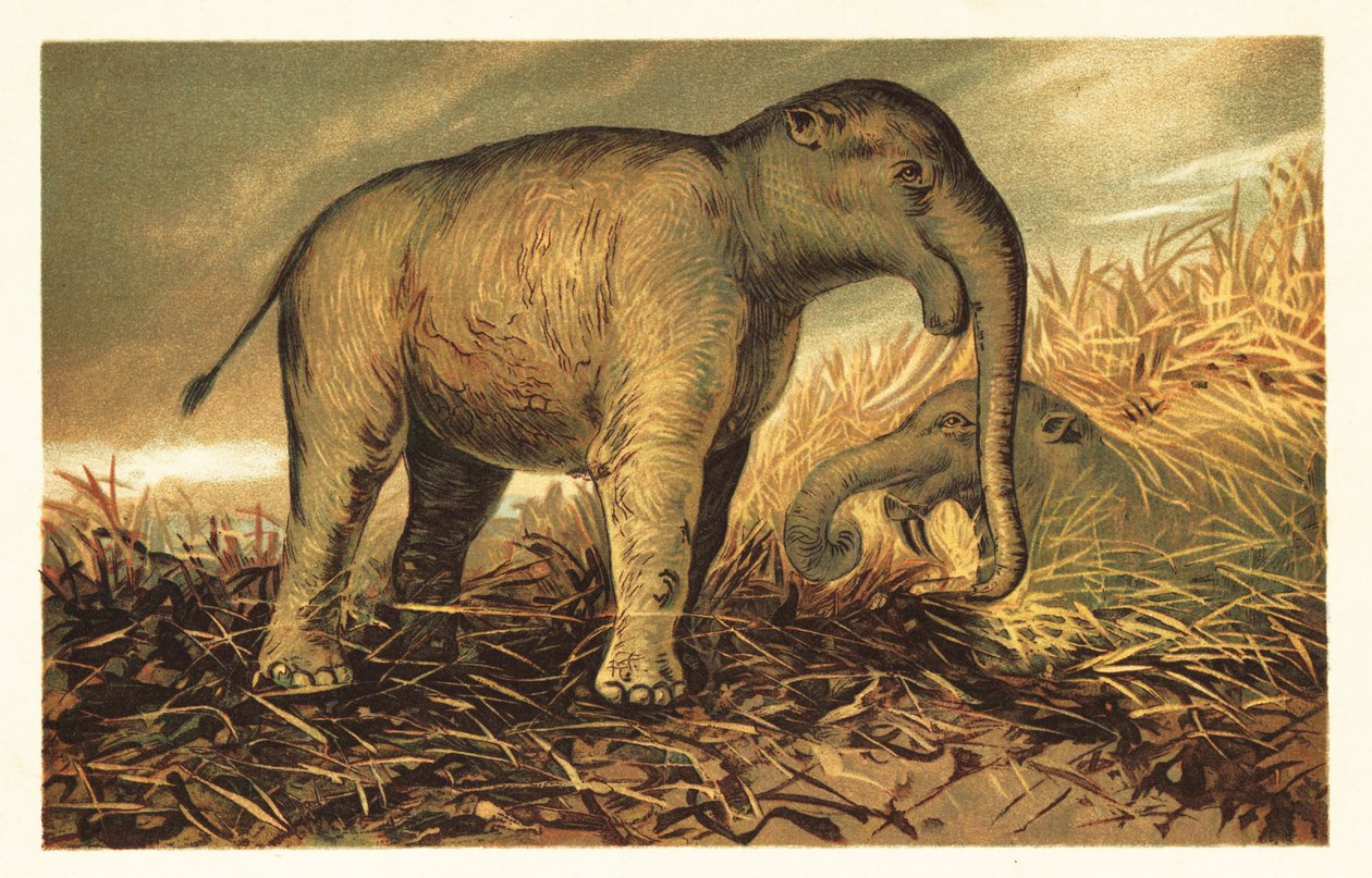 Deinotherium giganteum, gran pariente prehistórico del actual1908 (litografía) de Unbekannter Künstler