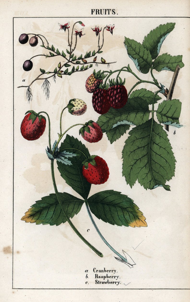 Descripción de las bayas: frutos del arándano, la frambuesa y la fresa. Cromolitografía en "Recueil d