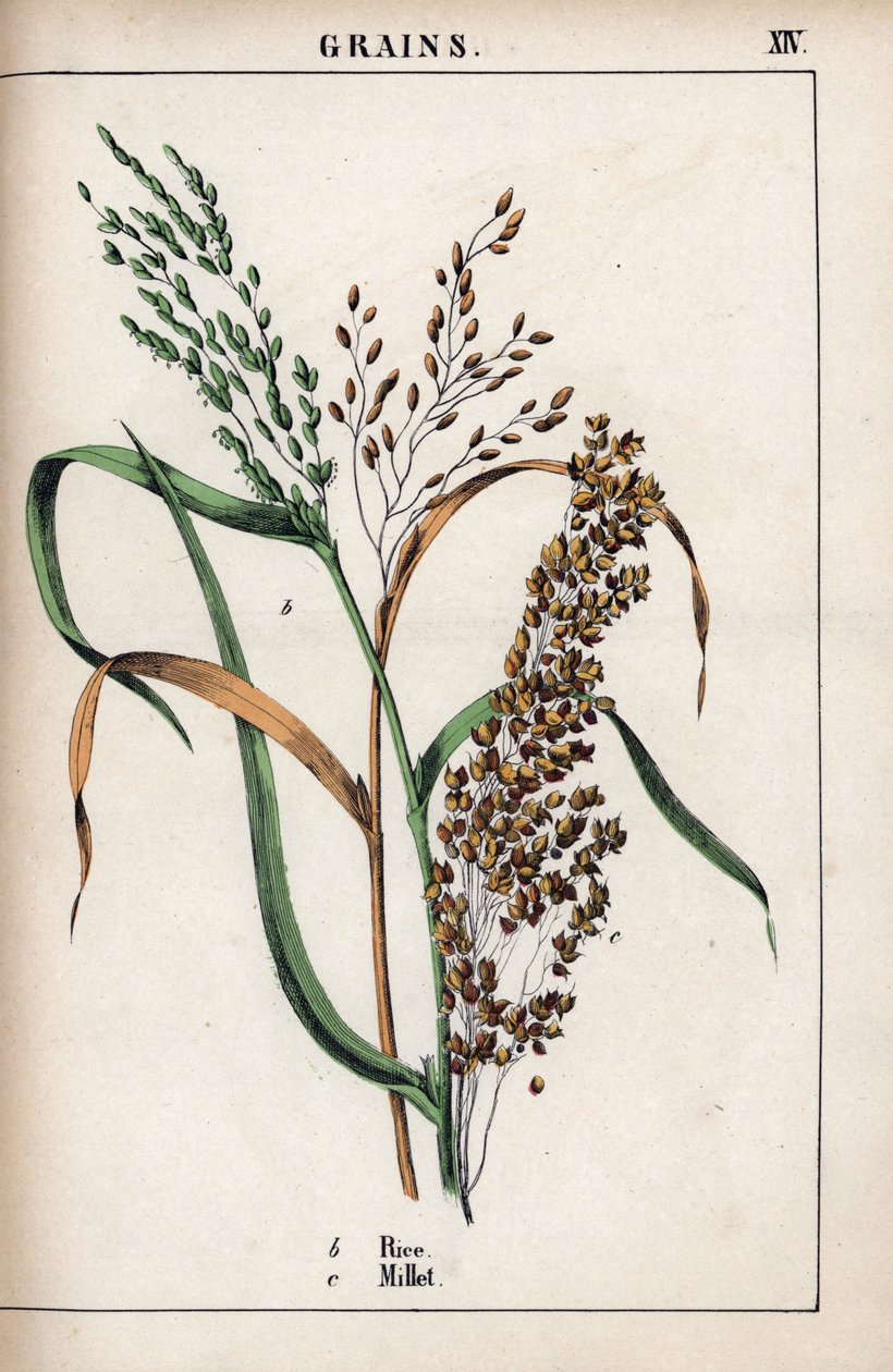 Descripción del cereal: arroz y mijo. Cromolitografía en "Recueil d