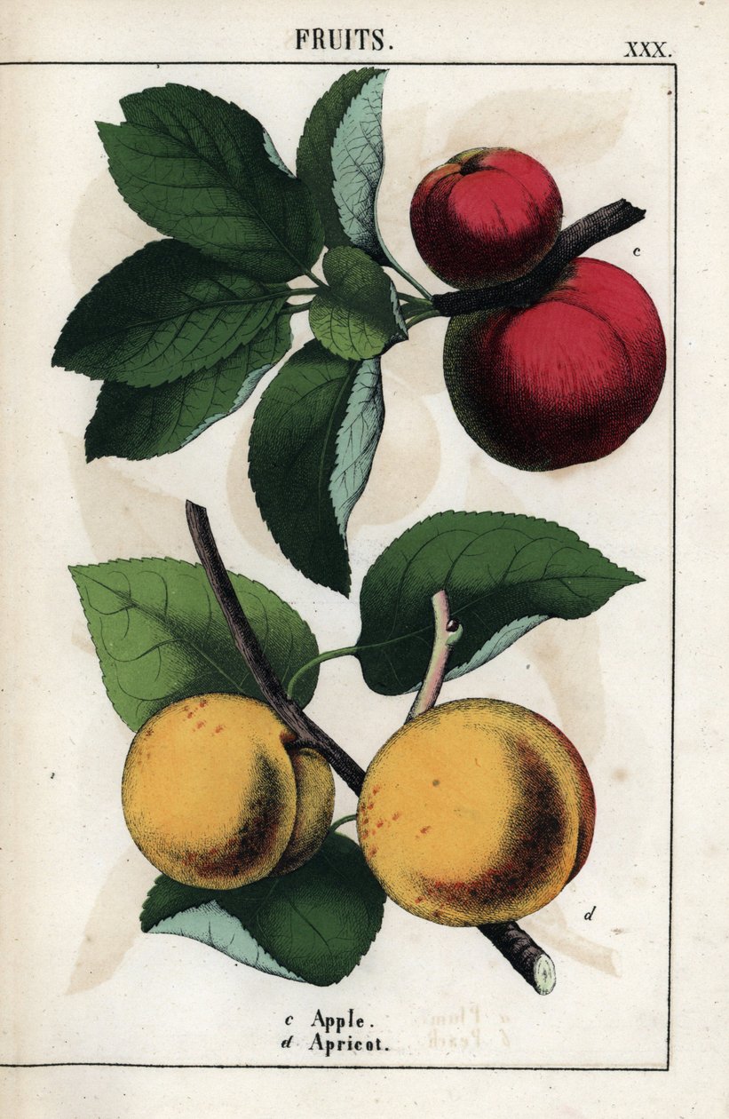 Descripción de las frutas: manzanas rojas y albaricoques. Cromolitografía en "Recueil d
