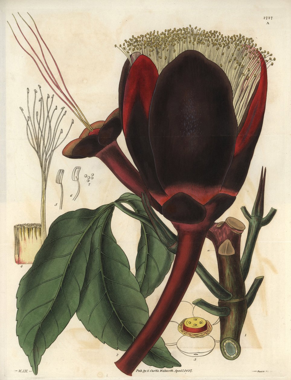 Descripción de la gran flor de color chocolate oscuro de la planta del Pecanero, que produce frutos secos comestibles, las nueces pecanas. Planta originaria de Sudamérica. Ilustración de Wiliam Jackson Hooker (1785-1865), botánico y escritor británico, pro de Unbekannter Künstler