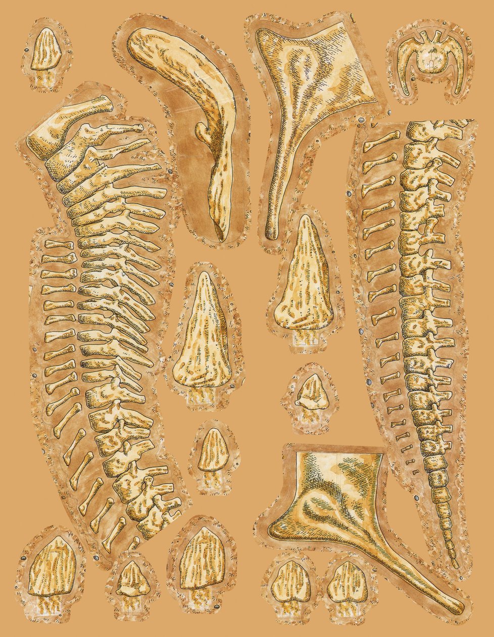 Huesos de dinosaurio sobre fondo coloreado, primer plano de Unbekannt