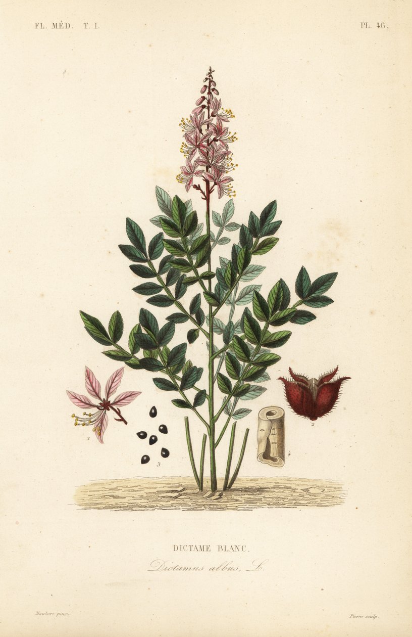 Dictamo, Dictamnus albus de Unbekannt