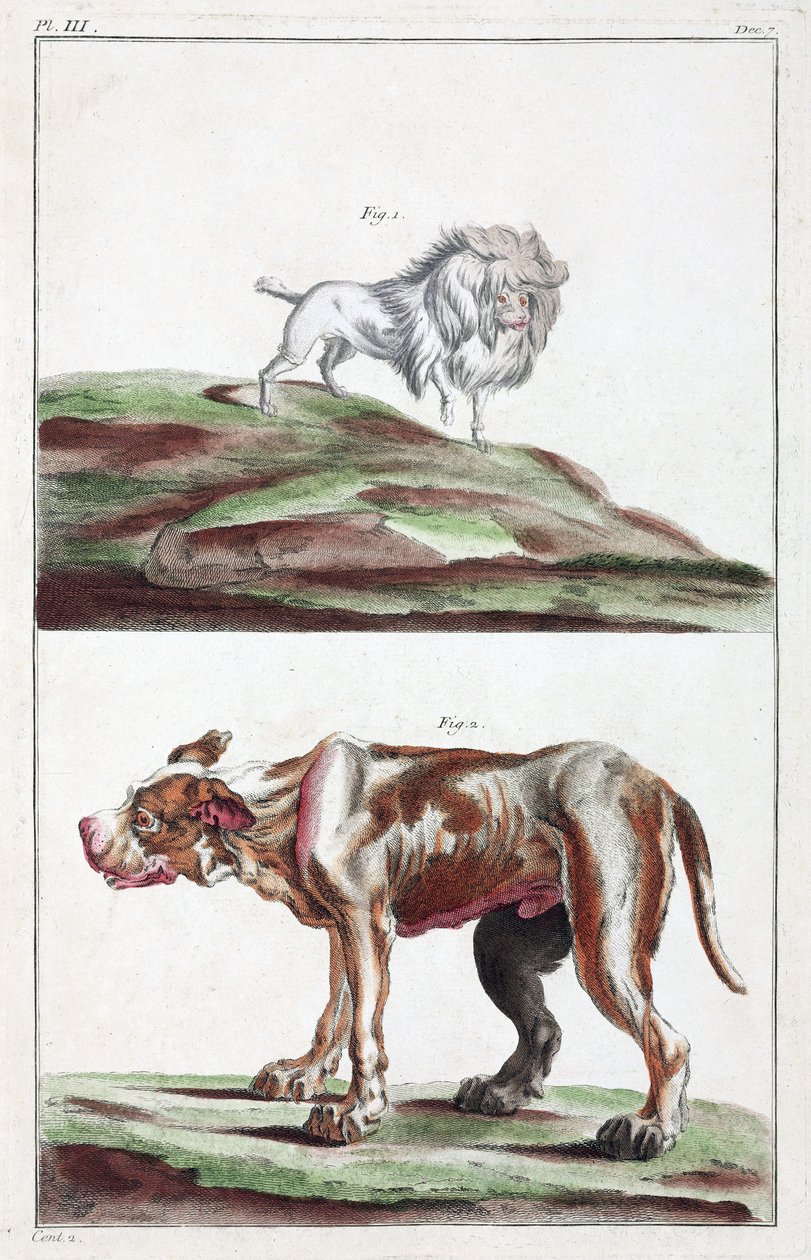 Perros de Unbekannt