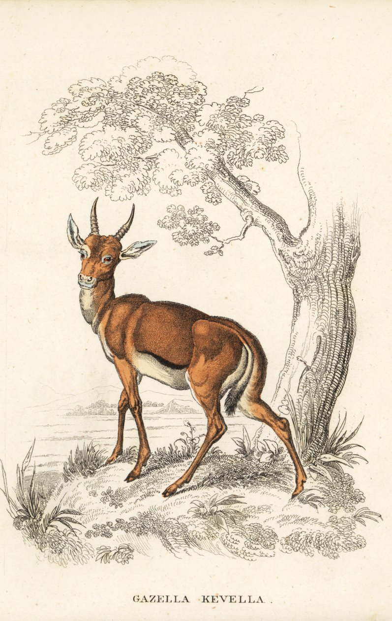 Gacela dorcas, Gazella dorcas (gacela común, Gazella kevella). Vulnerable. Según una ilustración de James Stewart. Litografía coloreada a mano de la Galería de Historia Natural de Georg Friedrich Treitschke, Naturhistorischer Bildersaal des Thierreiches, L de Unbekannter Künstler