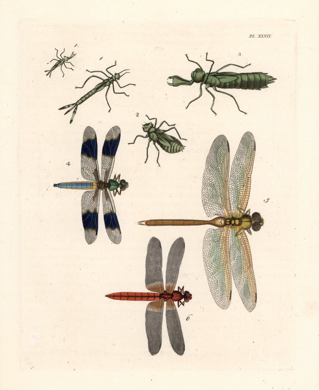 Formas larvarias de libélula 1,2,3, libélula común de cola blanca, Libellula lydia 4, zurcidor verde, Anax junius 5, y rayador escarlata o dardo carmesí, Crocothemis servilia 6. Litografía coloreada a mano de la nueva edición de John O. Westwood de la obra de Unbekannter Künstler
