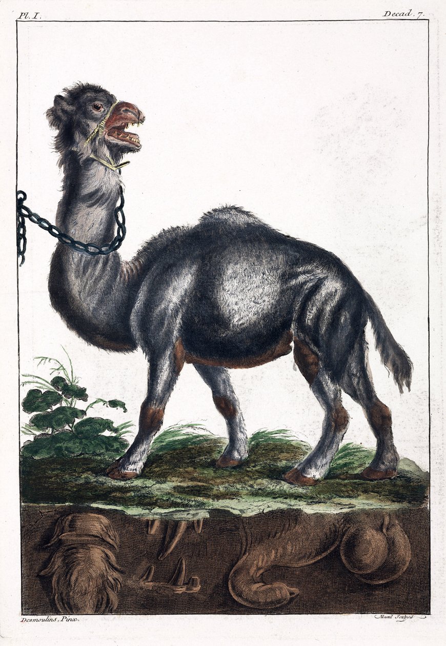 Dromedario de Unbekannt
