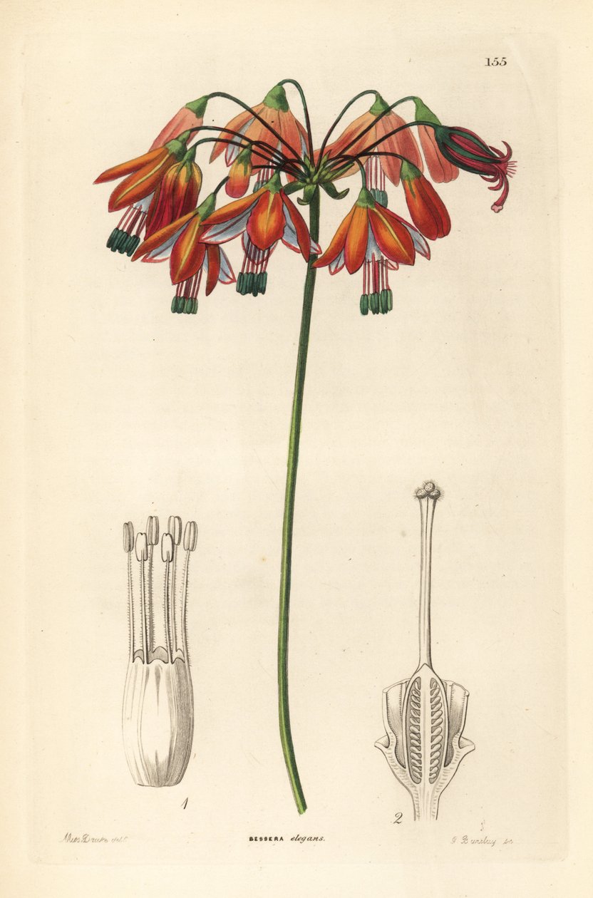 Gotas de coral o coral de México - Gotas de coral o bessera elegante, Bessera elegans. Grabado en cobre coloreado a mano por G. Barclay según Miss Sarah Drake de John Lindley and Robert Sweet