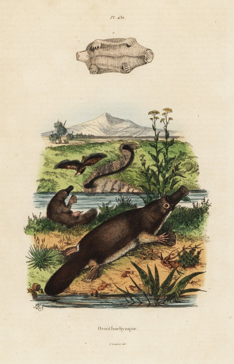 Ornitorrinco, Ornithorhynchus anatinus de Unbekannt