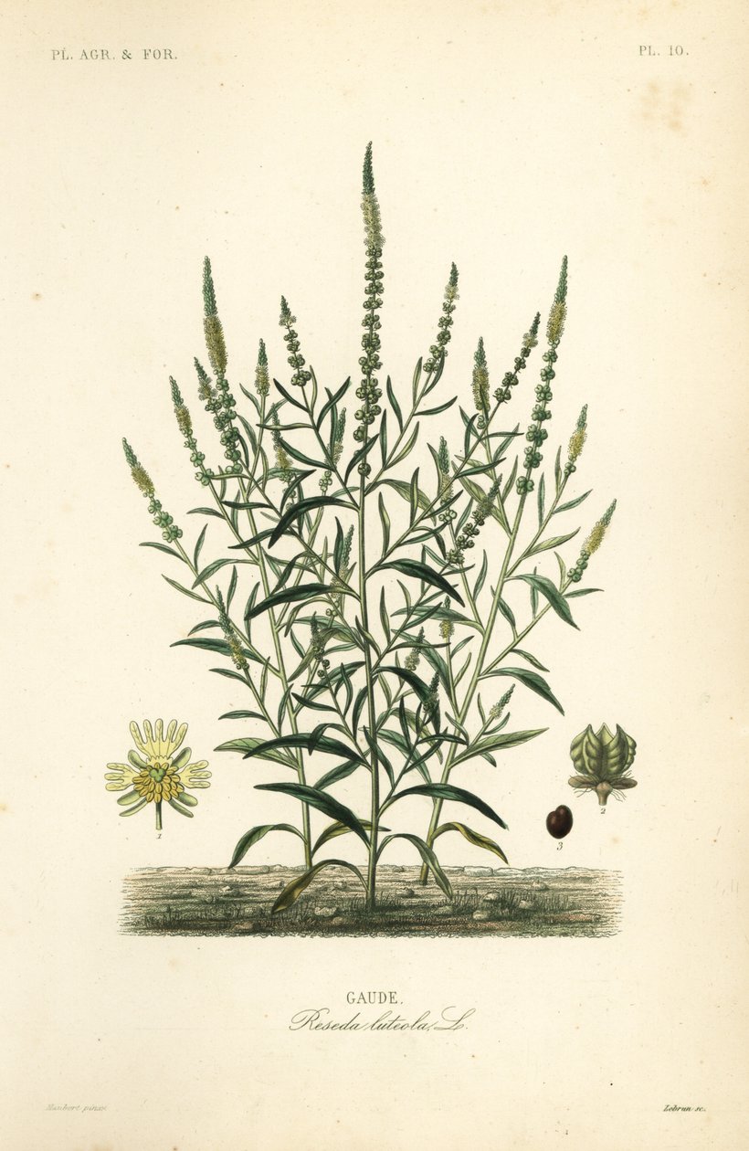 Reseda amarilla, Reseda luteola de Unbekannt