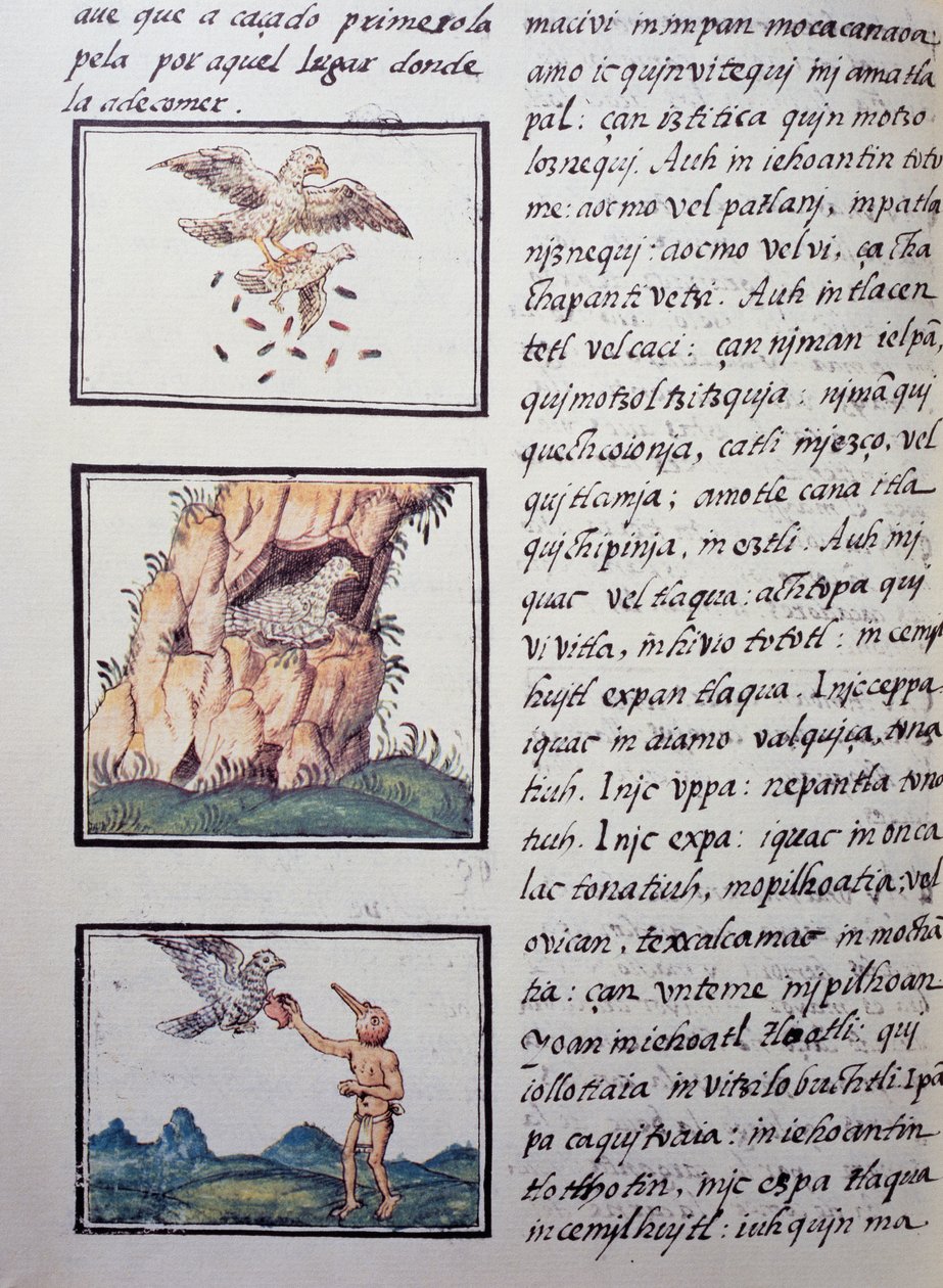 Águilas, página del Códice Florentino, versión bilingüe en español y náhuatl, Historia General de las Cosas de Nueva España por el misionero español Fray Bernardino de Sahagún (1499-1590). Civilización azteca de William M. Timlin