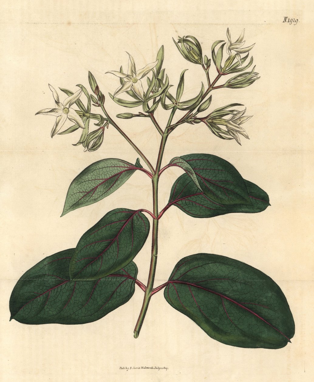 Echite - Kamettia caryophyllata (Echites caryophyllata). Grabado botánico coloreado a mano de la revista Curtis