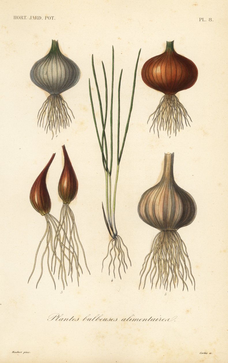 Plantas bulbosas comestibles, plantes bulbeuses alimentaires de Unbekannt
