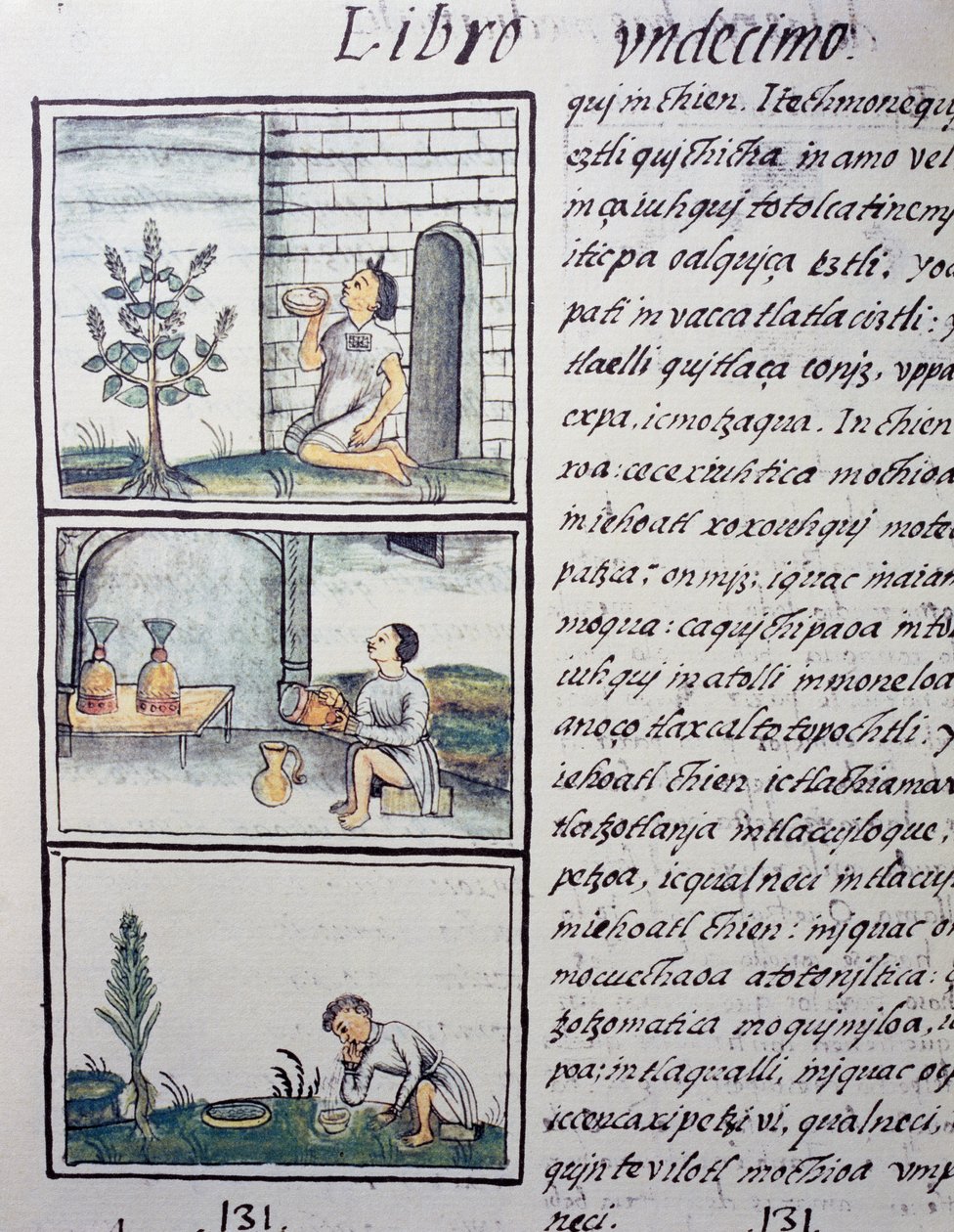 Plantas comestibles, página del Libro XI del Códice Florentino, versión bilingüe en español y náhuatl, Historia General de las Cosas de la Nueva España, por el misionero español Fray Bernardino de Sahagún (1499-1590). Civilización azteca de William M. Timlin