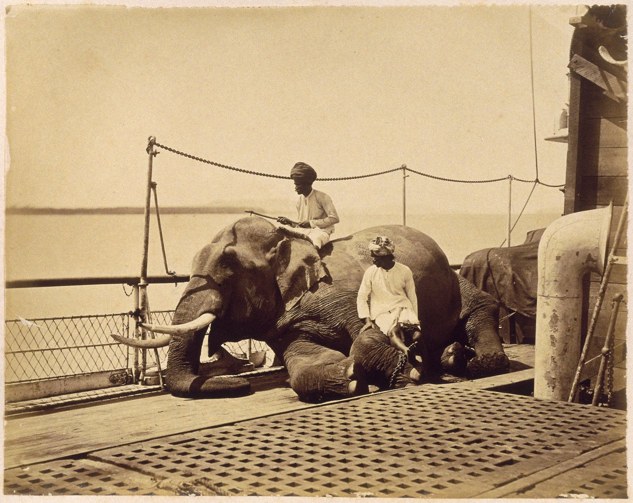 Elefante en la cubierta de un barco, Penang, Malasia de Unbekannt