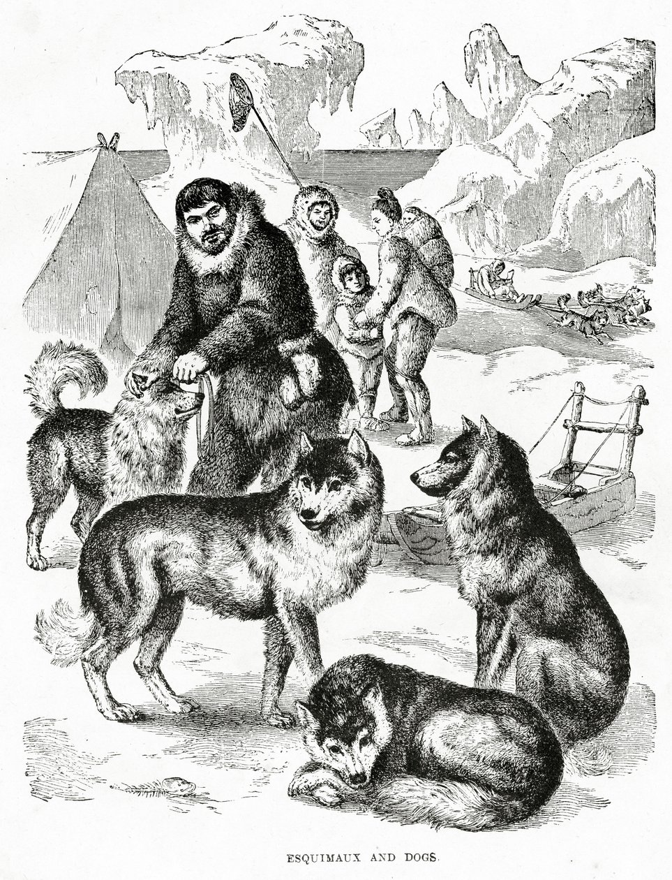 Esquimales y perros. 1902 de Unbekannt
