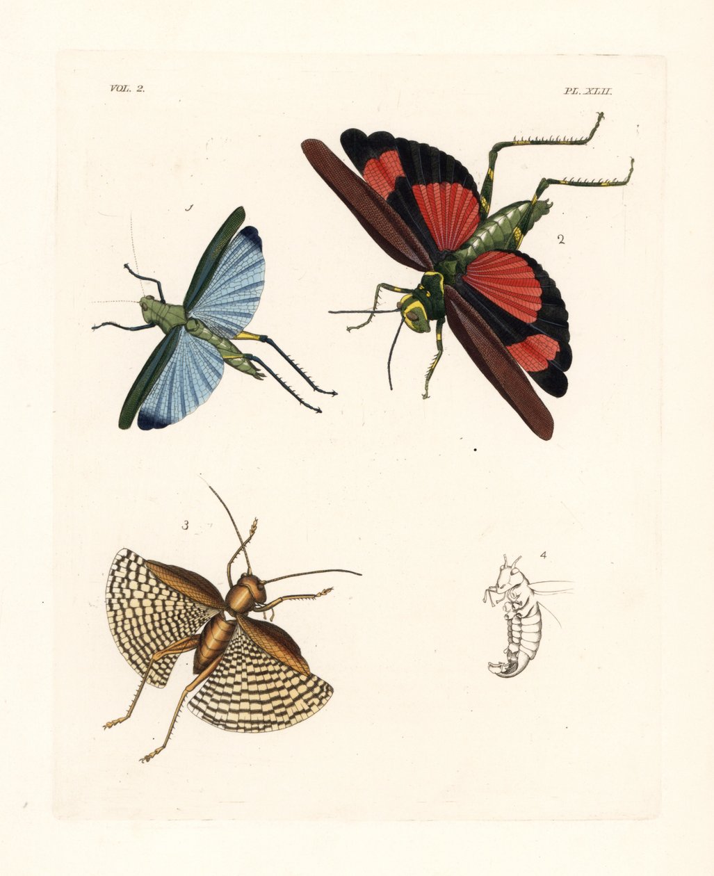 Saltamontes Eupropacris coeruleus 1, Chromacris miles 2, y Gryllacris tessellata 3. Litografía coloreada a mano de la nueva edición de John O. Westwood de "Illustrations of Exotic Entomology" de Dru Drury, Bohn, Londres. de Unbekannter Künstler