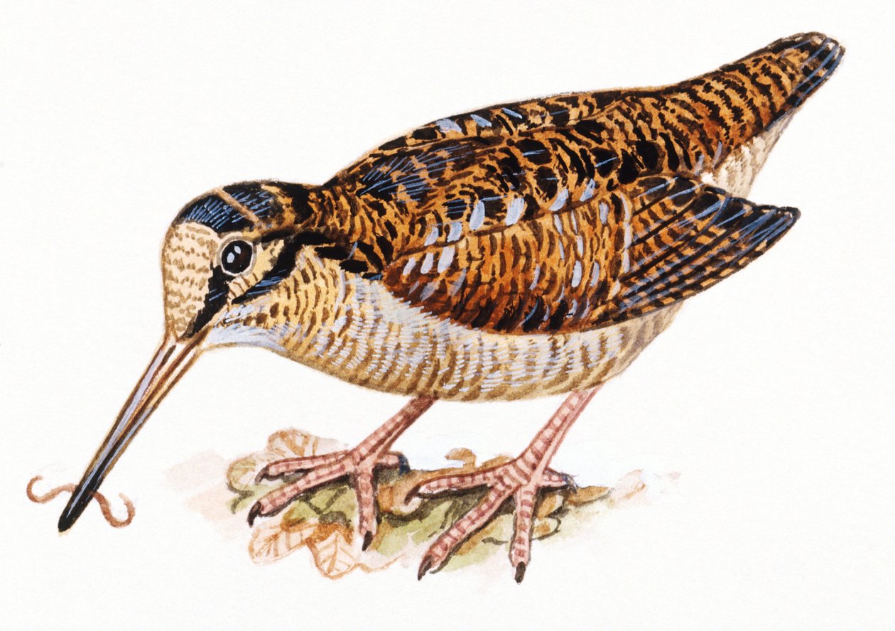 Becada euroasiática, Scopolax rusticola de Unbekannt