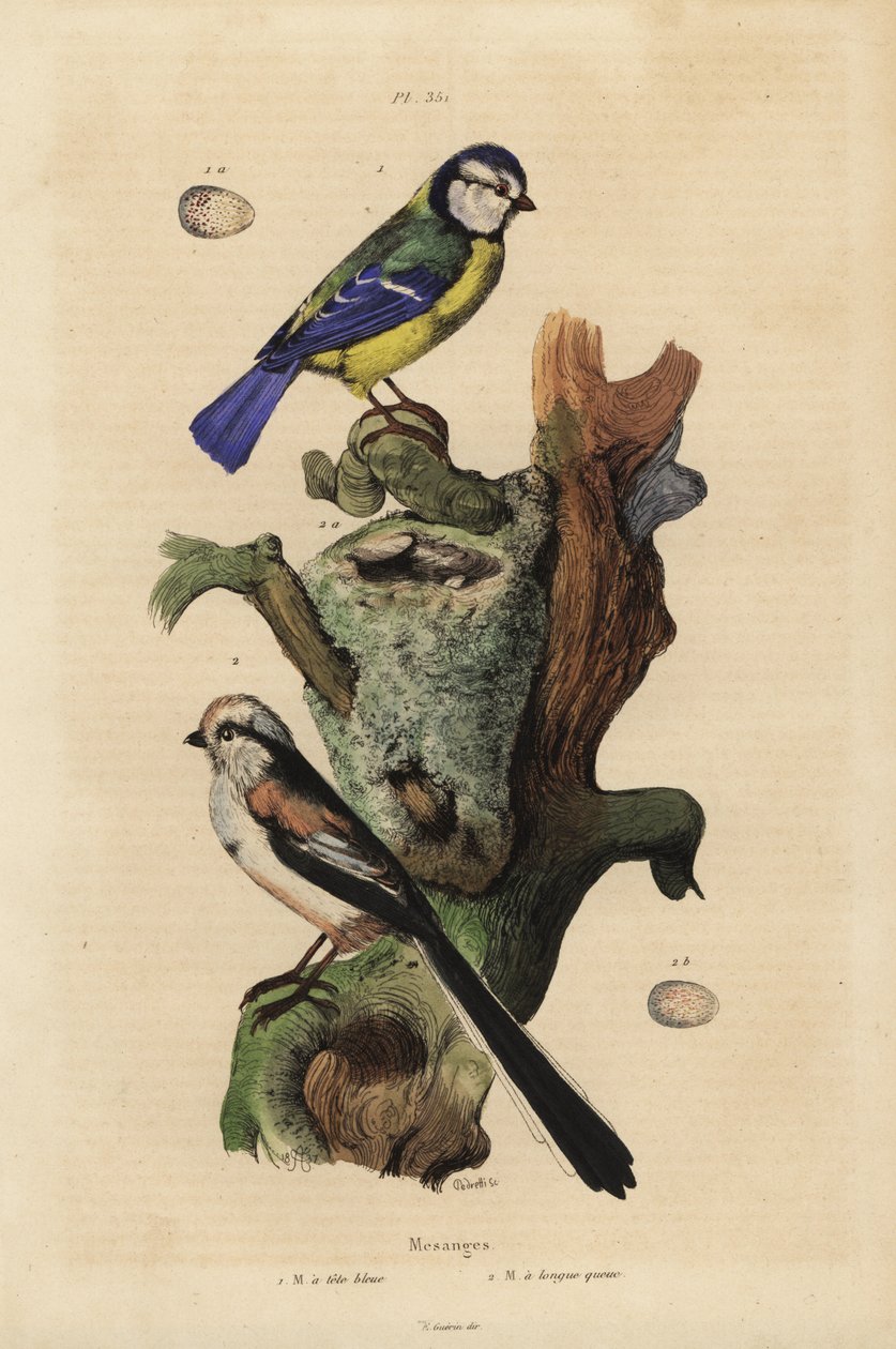 Herrerillo común, Cyanoses caeruleus, y huevo, y mito, Aegithalos caudatus, con nido y huevo de Unbekannt