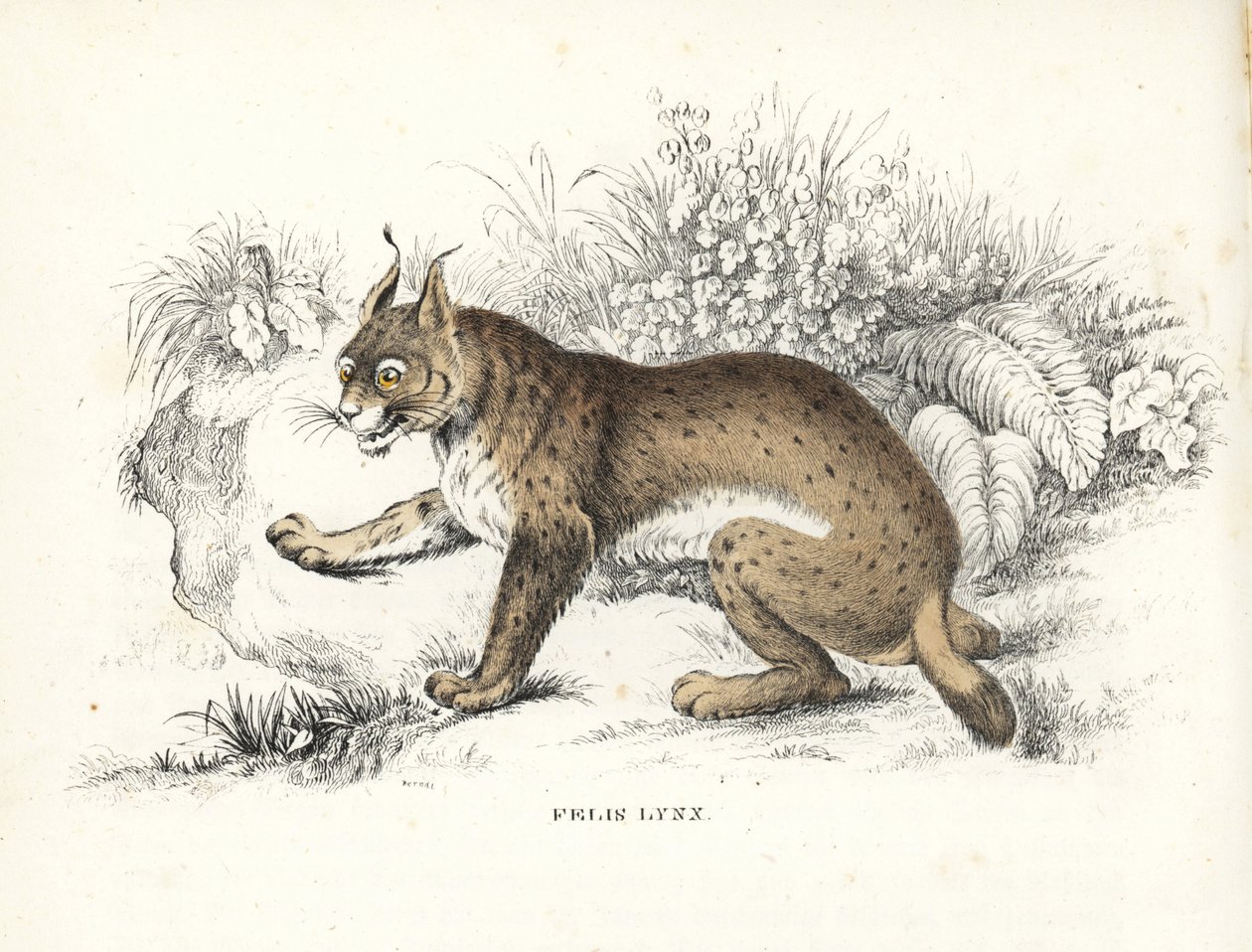 Lince euroasiático, Lynx lynx (Felis lynx). Litografía coloreada a mano de la Galería de Historia Natural de Georg Friedrich Treitschke, Naturhistorischer Bildersaal des Thierreiches, Liepzig-1842. de Unbekannter Künstler