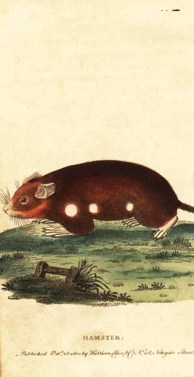 Hámster europeo, Cricetus cricetus. En peligro crítico de extinción. ,1800 (grabado) de Unbekannter Künstler