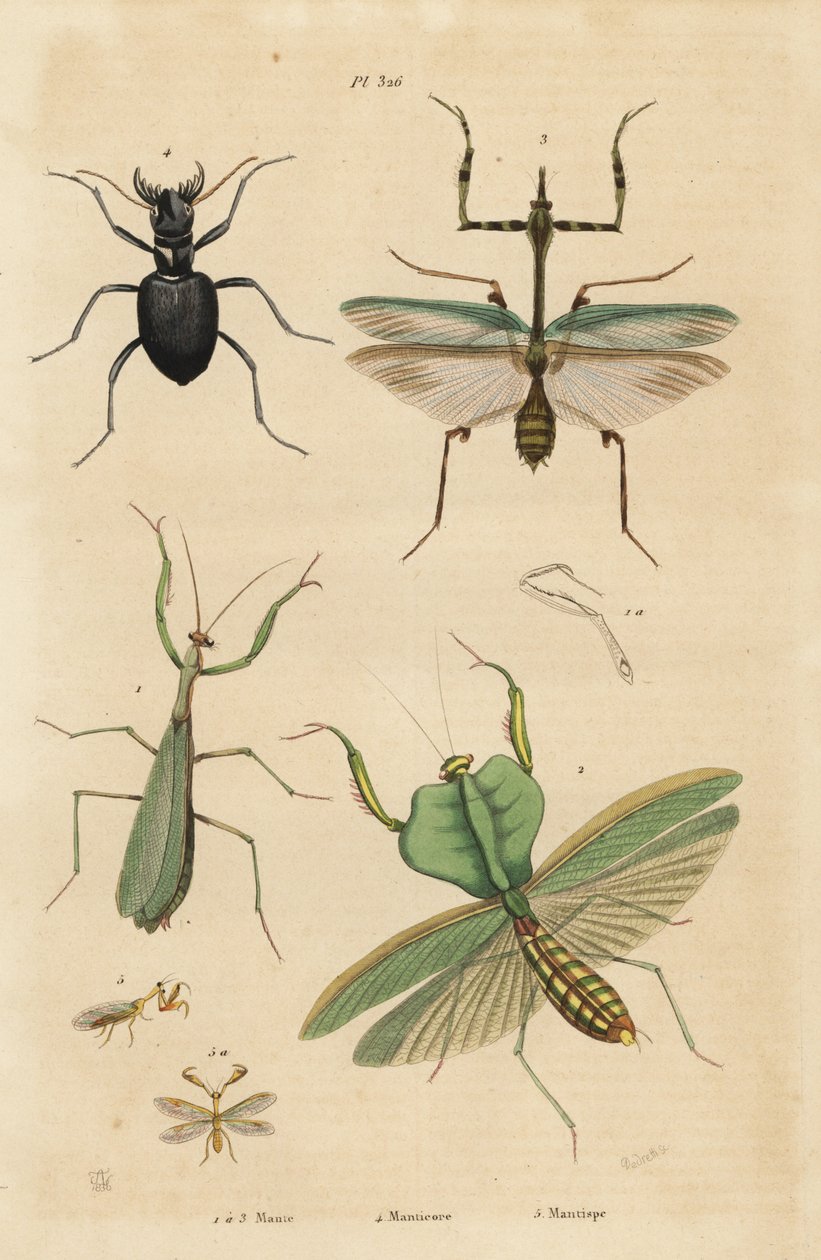 Mantis europea, Mantis religiosa 1, mantis hoja, Choeradodis rhomboidea 2, escarabajo tigre, Manticora latipennis 3, mantidfly, Mantispa styriaca 4 de Unbekannt