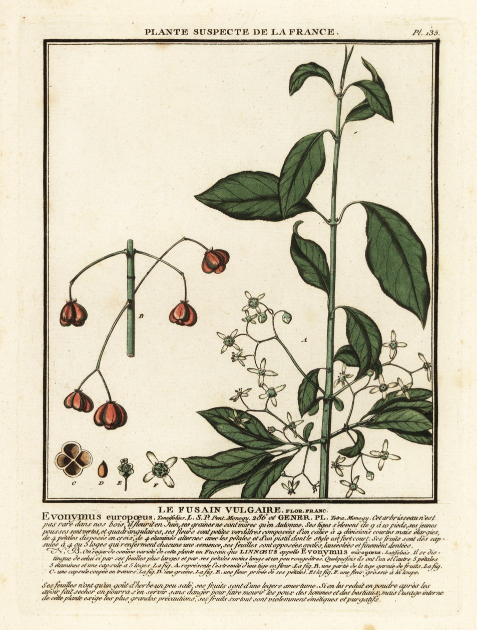 Husillo europeo, Euonymus europaeus. de Unbekannter Künstler