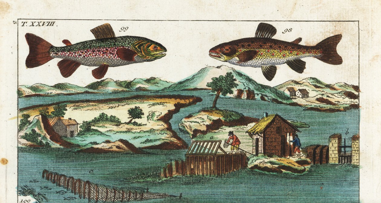 Trucha europea - Técnica de pesca utilizando rápidos artificiales para capturar peces - Trucha marina, Salmo trutta trutta 98, salvelino, Salvelinus alpinus alpinus 99, y métodos de pesca utilizando rápidos artificiales en un río para capturar salmones en  de Unbekannter Künstler
