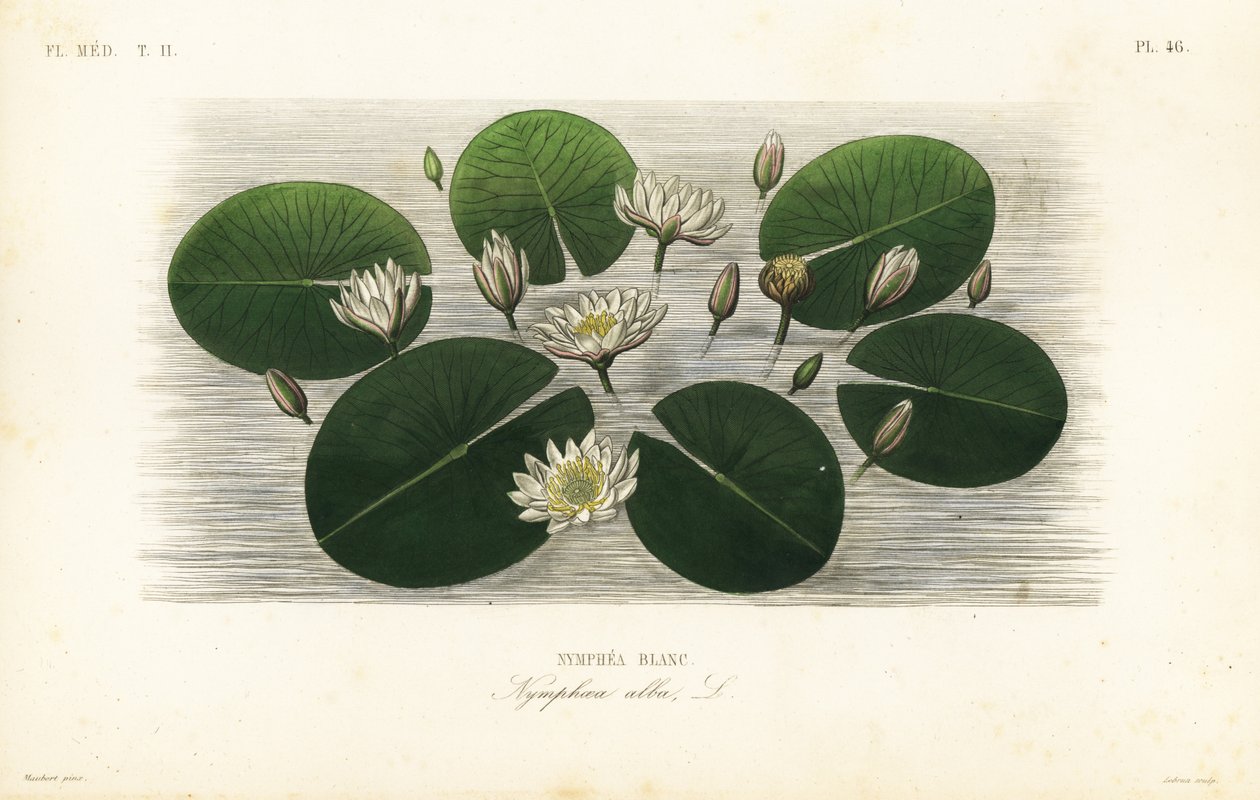 Nenúfar blanco europeo, Nymphaea alba de Unbekannt
