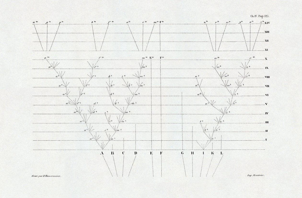 Evolucionismo: esquema de evolución derivado de "El origen de las especies mediante la selección natural o la lucha por la existencia en la naturaleza" de Charles Darwin (1809-1882). de Unbekannter Künstler