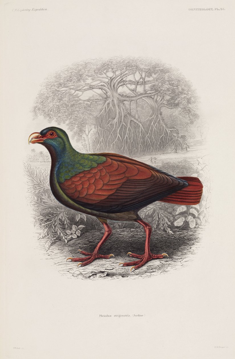 Pájaro exótico de Unbekannt