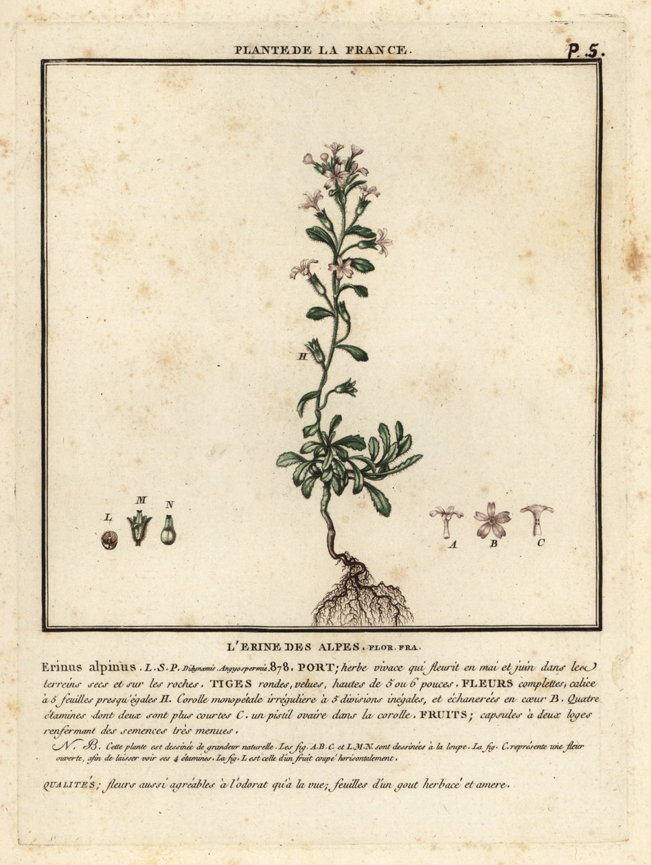 Dedalera de hadas, Erinus alpinus. de Unbekannter Künstler