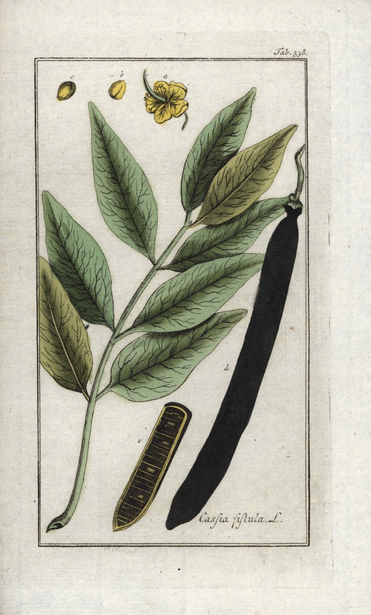 Falsa sene, falso algarrobo, lluvia dorada o canefier (Cassia fistula). Litografía de "Afbeelding der Artseny-Gewassen" de Johannes Zorn (1739-1799), Países Bajos de Unbekannter Künstler